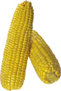 Corn PNG image-5276